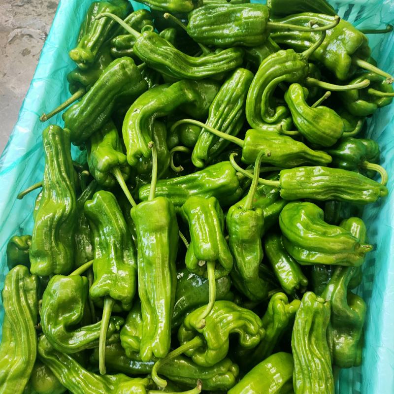 芜湖椒一手货源，基地直销，支持视频看货，支持线上交易