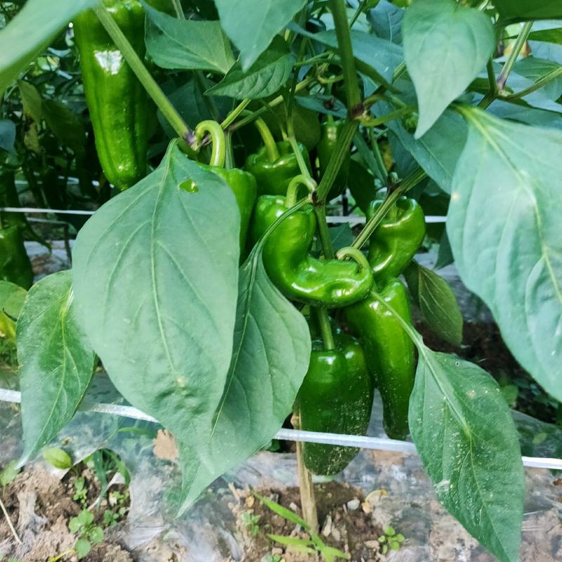 芜湖椒一手货源，基地直销，支持视频看货，支持线上交易