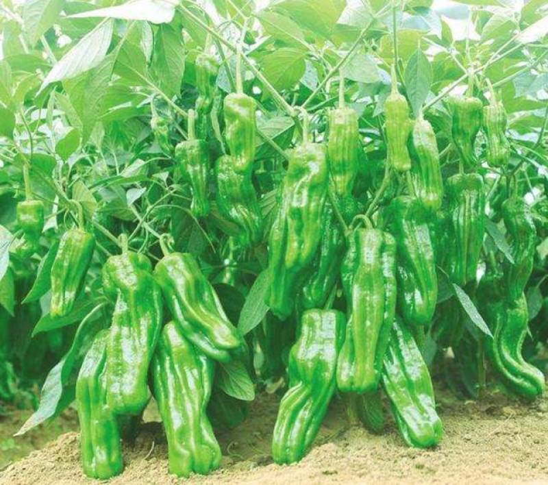 芜湖椒一手货源，基地直销，支持视频看货，支持线上交易