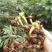 中药材金丝指葫芦种子野生拐子豆小偷豆华佗豆种子跌打豆