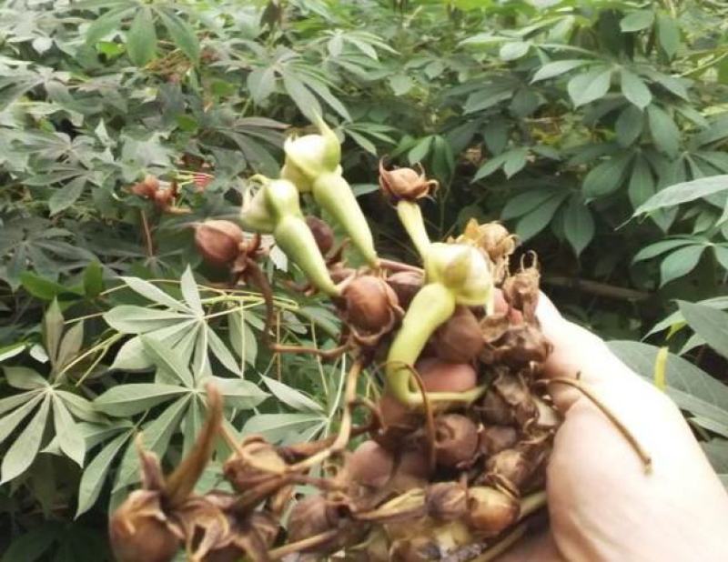 中药材金丝指葫芦种子野生拐子豆小偷豆华佗豆种子跌打豆