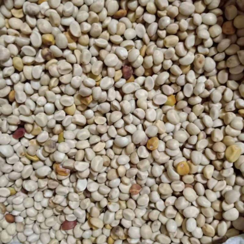 中药材金丝指葫芦种子野生拐子豆小偷豆华佗豆种子跌打豆