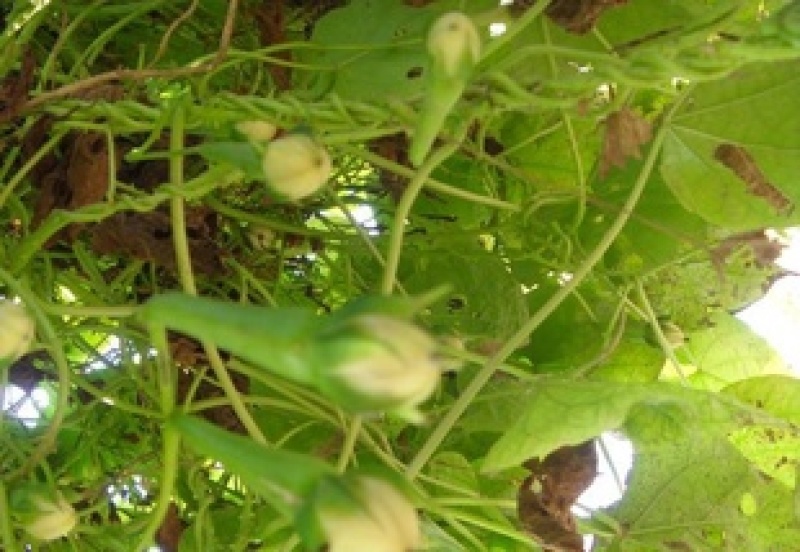 中药材金丝指葫芦种子野生拐子豆小偷豆华佗豆种子跌打豆