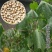 中药材金丝指葫芦种子野生拐子豆小偷豆华佗豆种子跌打豆