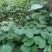 何首乌种子中草药种子药用植物种子四季播花种子阳台多年生