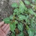 何首乌种子中草药种子药用植物种子四季播花种子阳台多年生