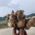 新鲜生姜批发，我村产地一手货源，本地生姜无渣姜味足