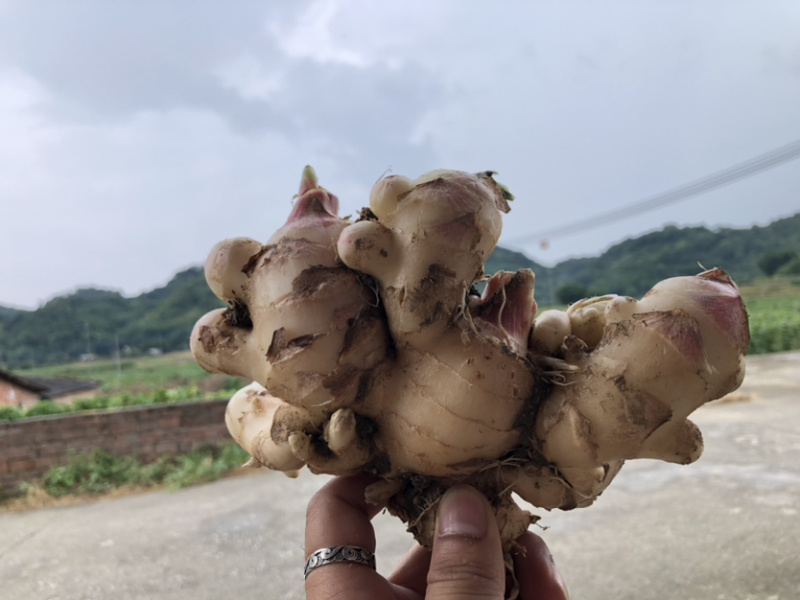 新鲜生姜批发，我村产地一手货源，本地生姜无渣姜味足