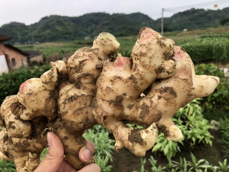 新鲜生姜批发，我村产地一手货源，本地生姜无渣姜味足