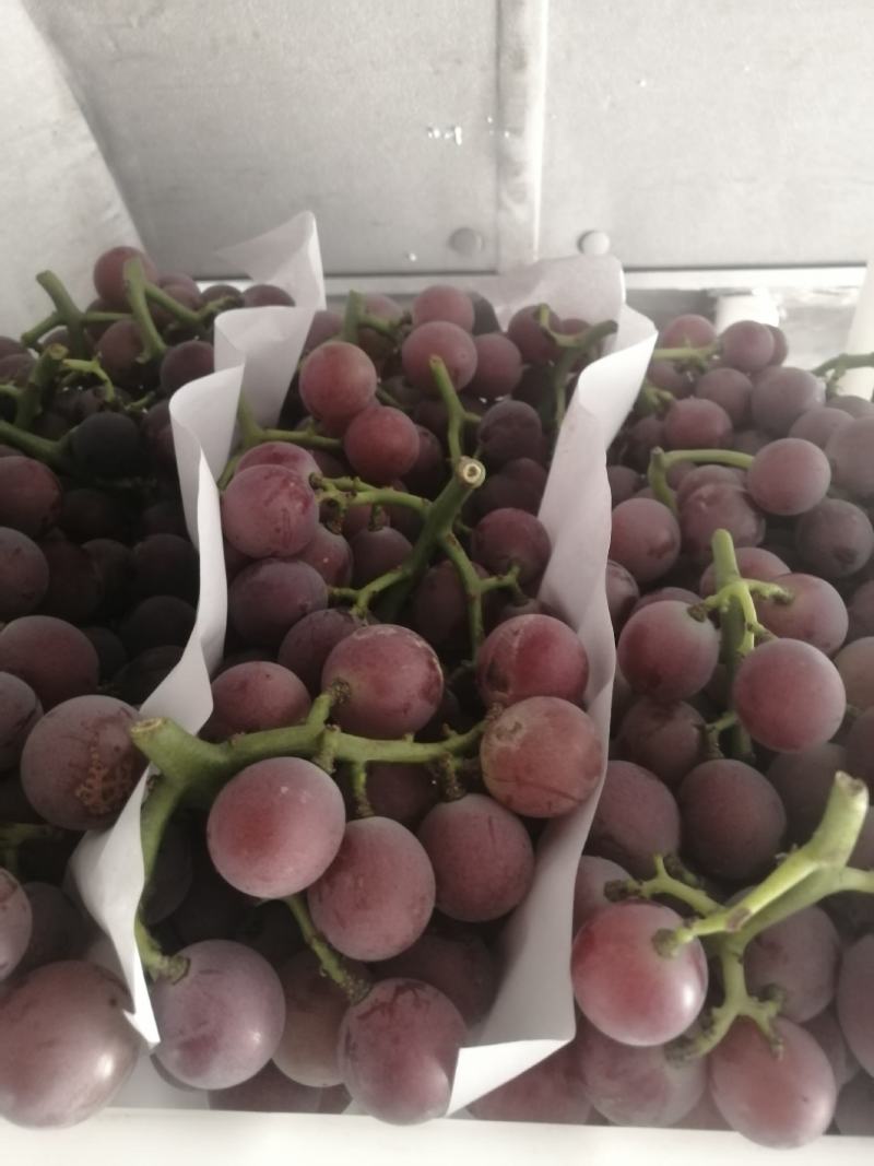 【巨峰葡萄】河北巨峰葡萄以上市，现摘现发，基地直供