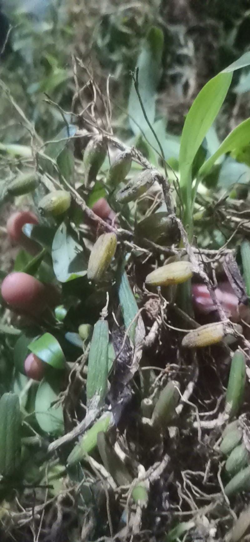 贵州原生态石橄榄，双叶中果微苦，果上叶
