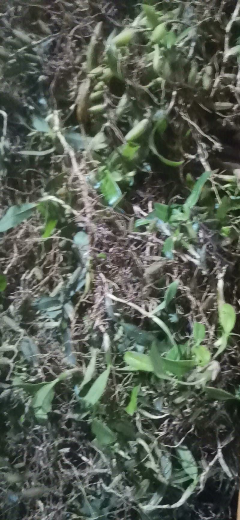 贵州原生态石橄榄，双叶中果微苦，果上叶