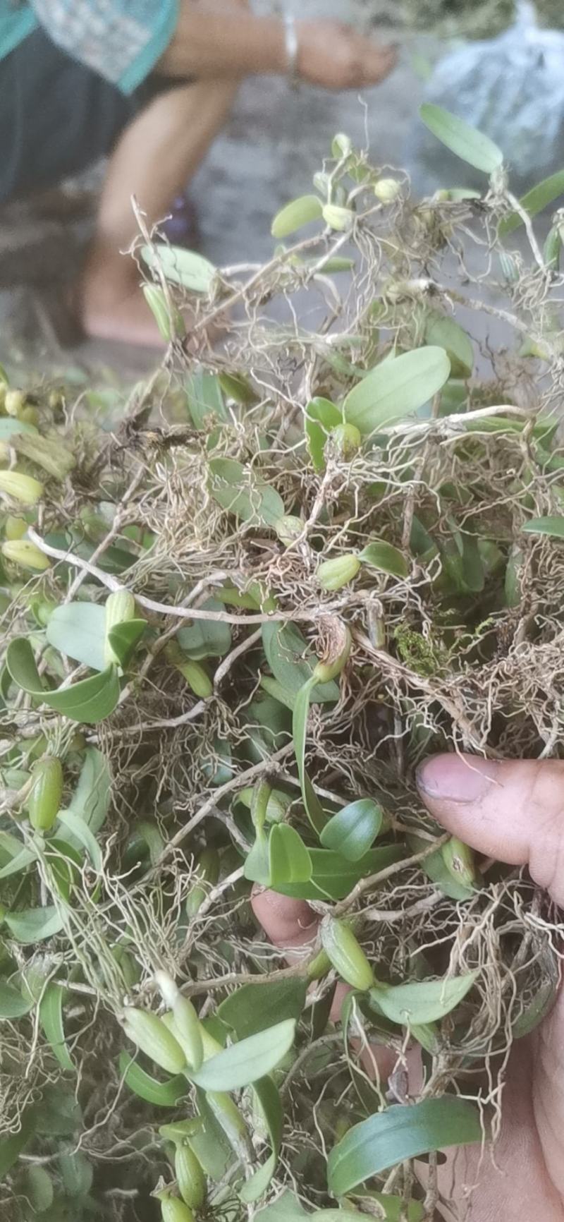 贵州原生态石橄榄，双叶中果微苦，果上叶