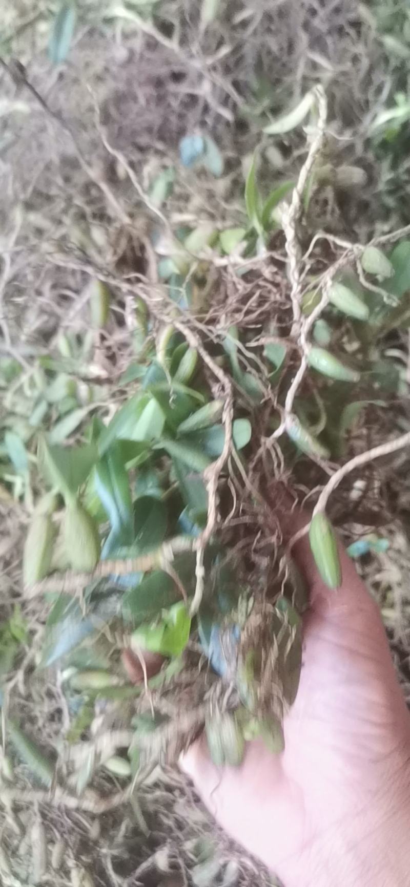 贵州原生态石橄榄，双叶中果微苦，果上叶