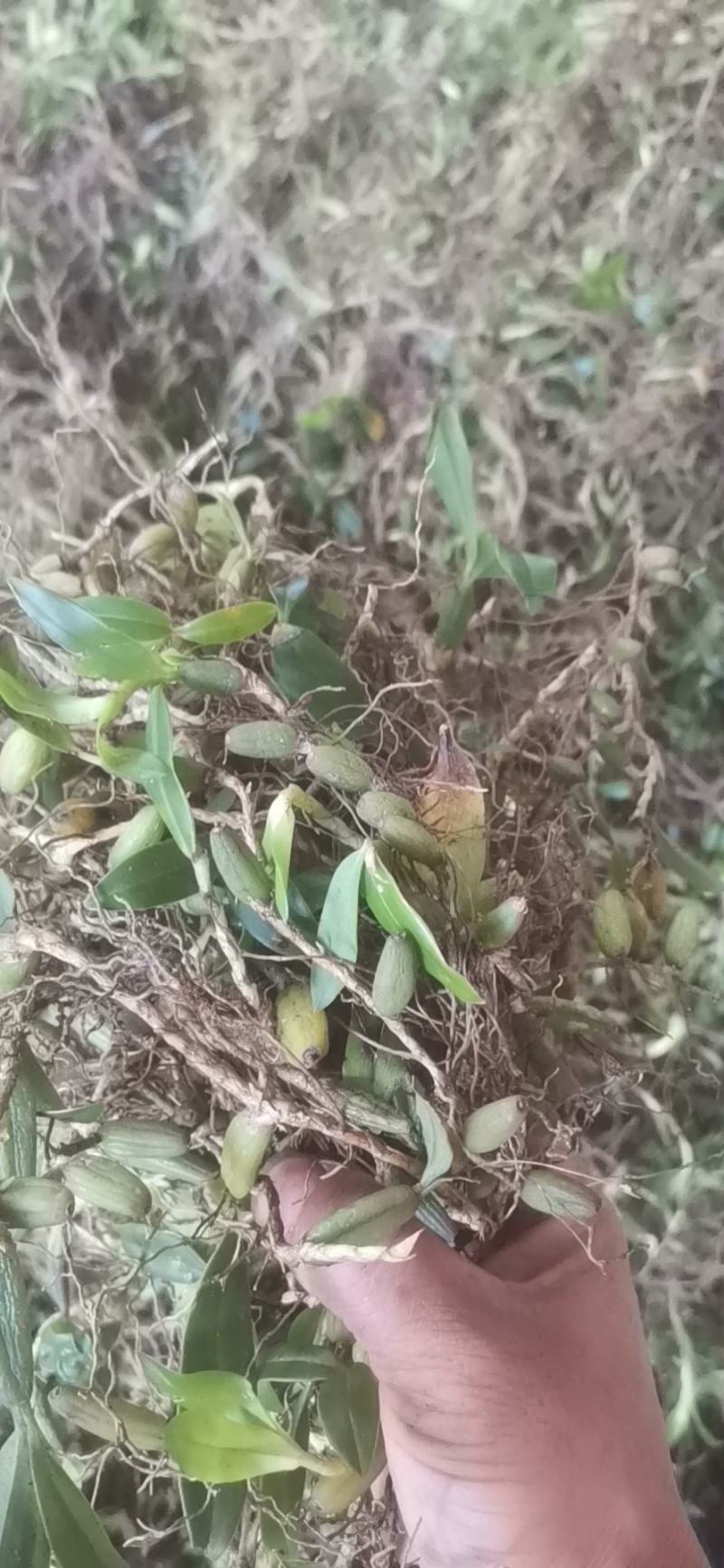 贵州原生态石橄榄，双叶中果微苦，果上叶