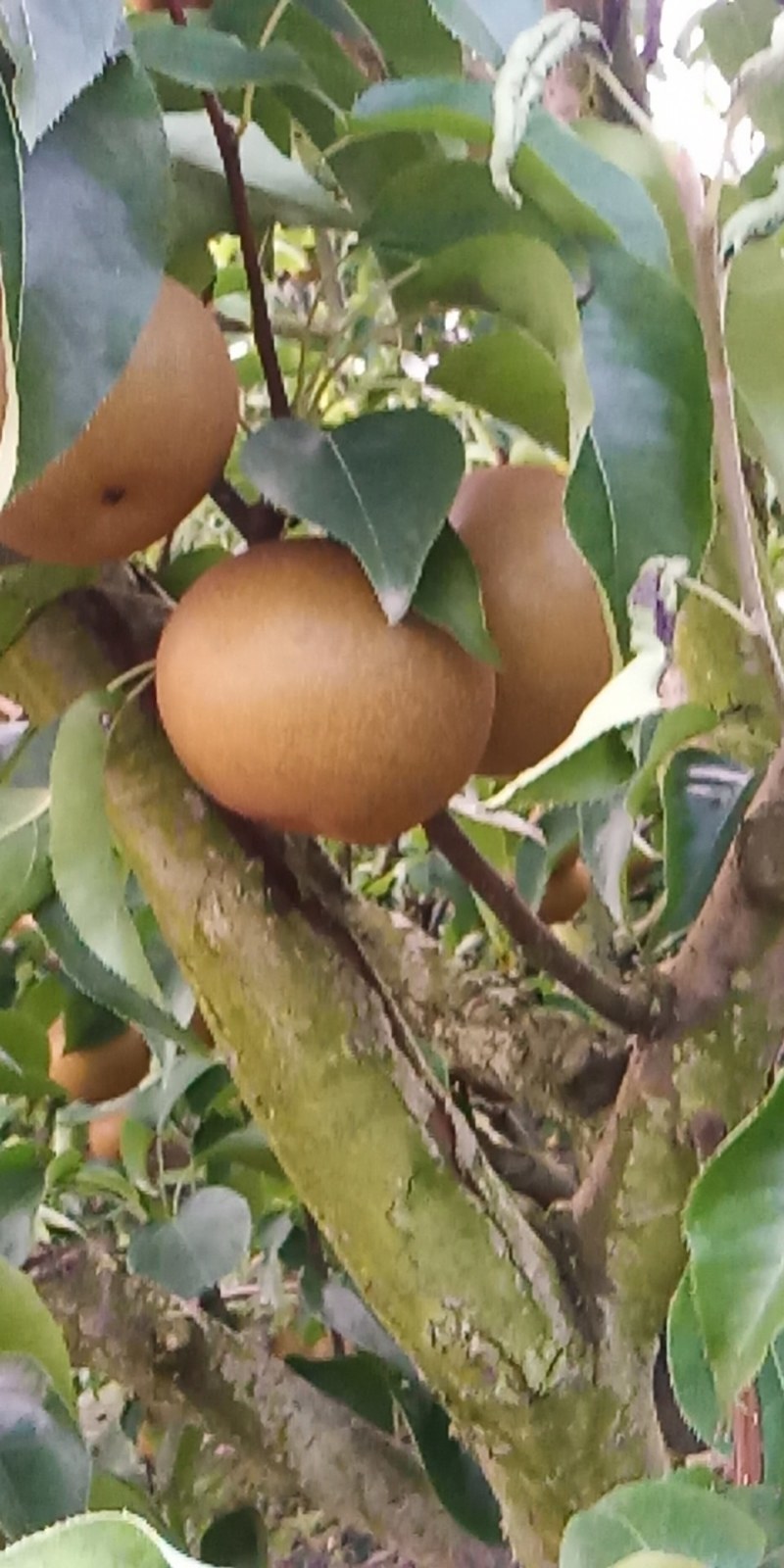 沙梨I