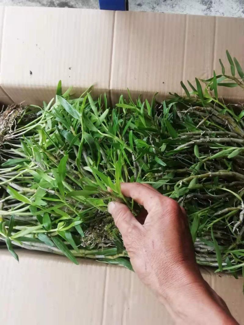 广西小叶重唇石斛