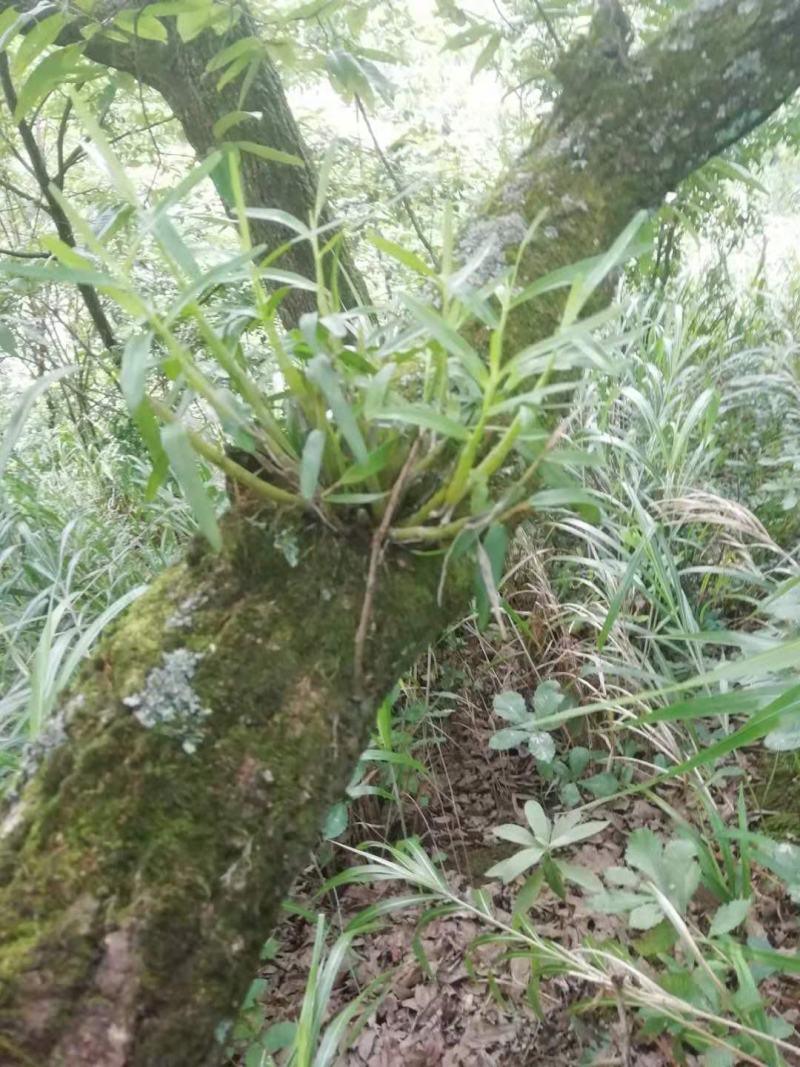 广西小叶重唇石斛