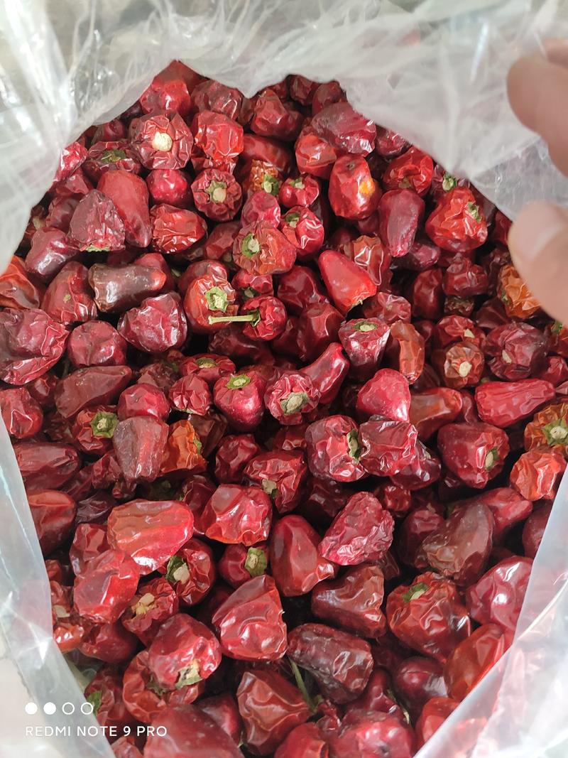 灯笼椒，草莓椒，贵州灯笼椒，香辣高辣