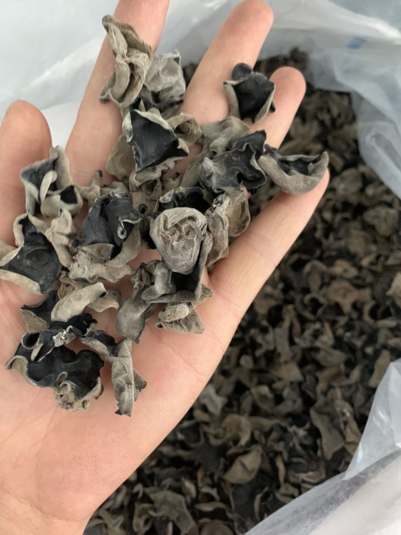 包邮小碗耳一级秋耳1.5新耳