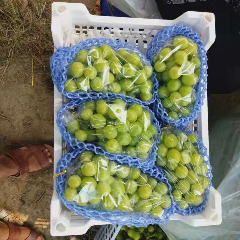 阳光玫瑰，颗粒大，串型好，口感纯甜，万亩基地