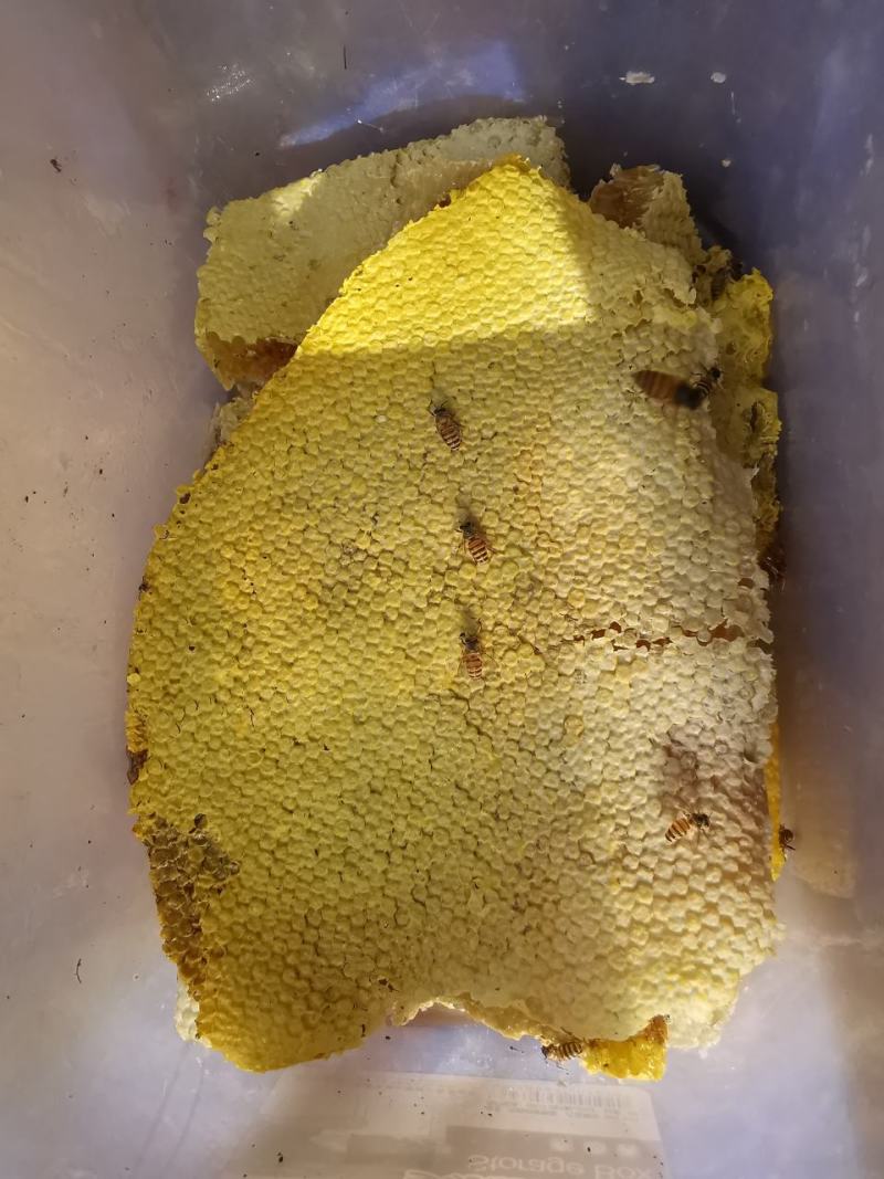 土蜂蜜一件代发海南省三亚市野生土蜂蜜