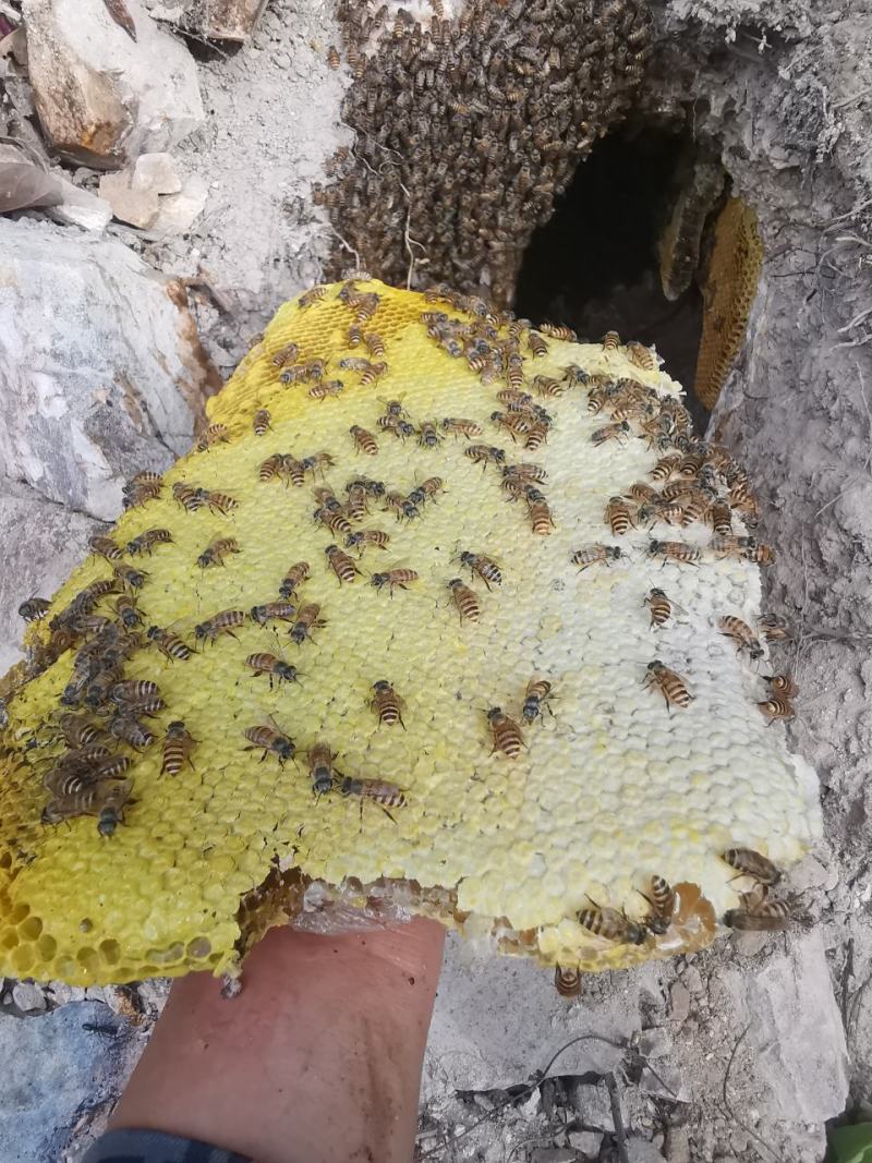 土蜂蜜一件代发海南省三亚市野生土蜂蜜