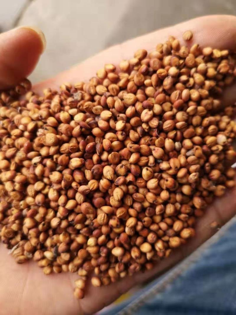 红樱子高粱，面积集中，2000亩地，机械化种植管理。农家