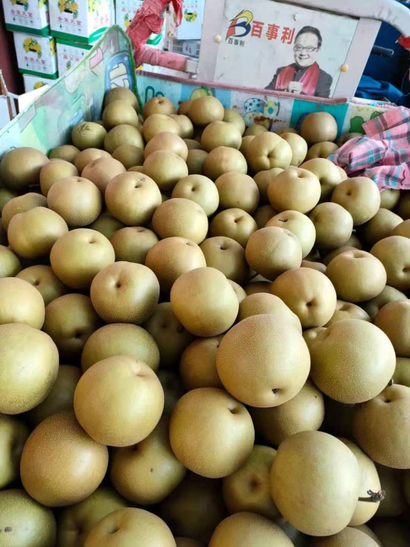 大量供应圆黄梨一手货源品质保证口感脆甜代发全国！