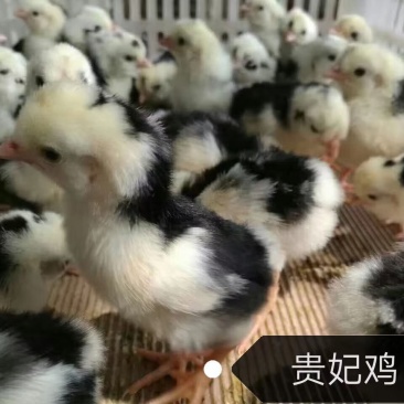 贵妃鸡混合苗