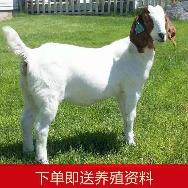 波尔山羊买十只送一只价格合适免费送货货到付款