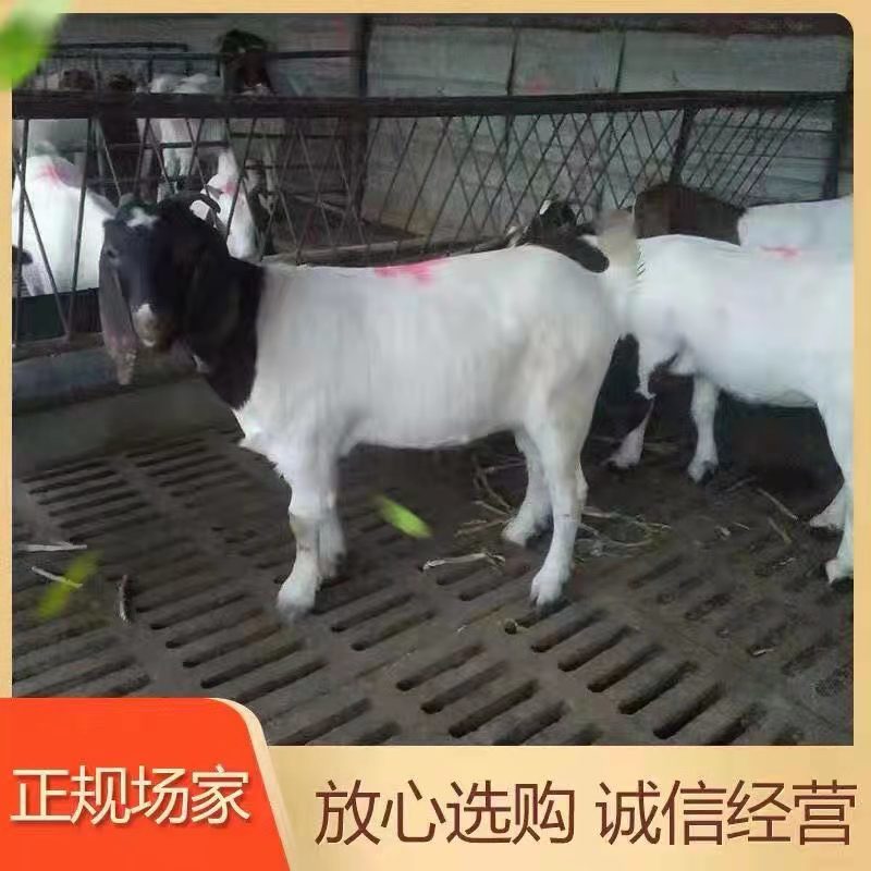 波尔山羊买十只送一只价格合适免费送货货到付款