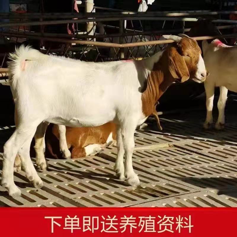 波尔山羊买十只送一只价格合适免费送货货到付款