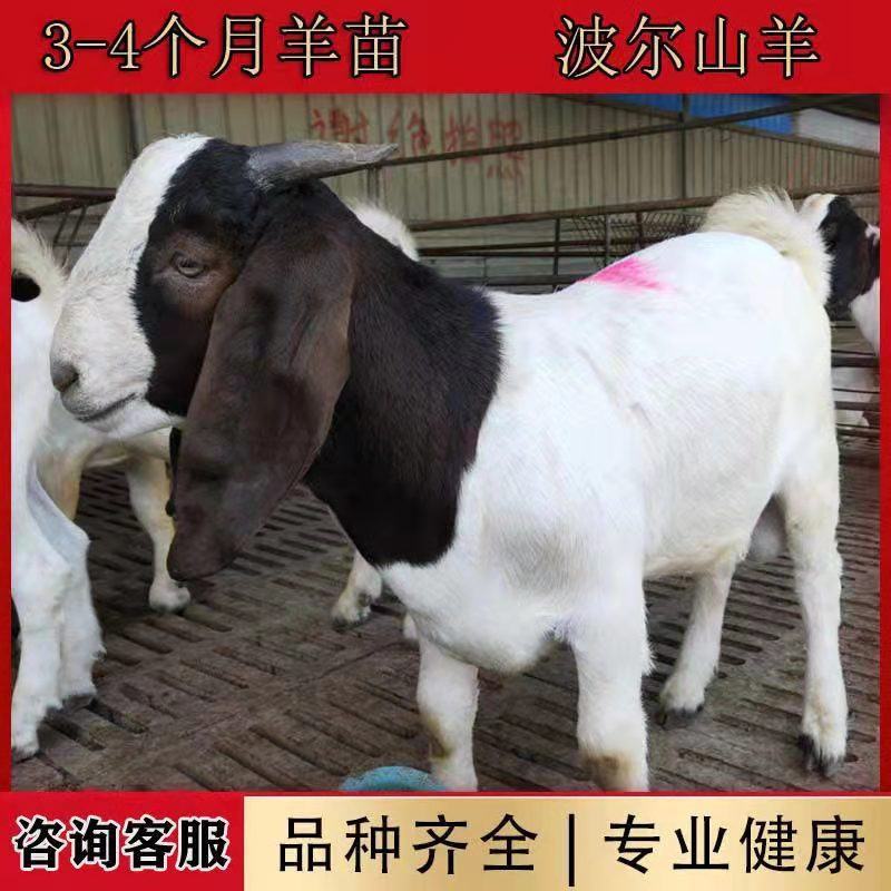 波尔山羊买十只送一只价格合适免费送货货到付款