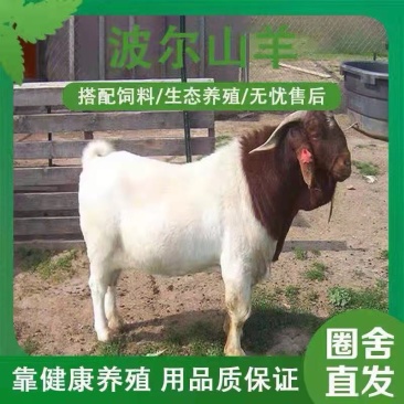波尔山羊买十只送一只价格合适免费送货货到付款