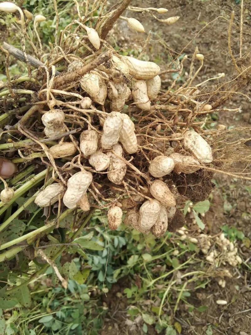 湖北精品优质新鲜小白莎花生基地直供全国发货