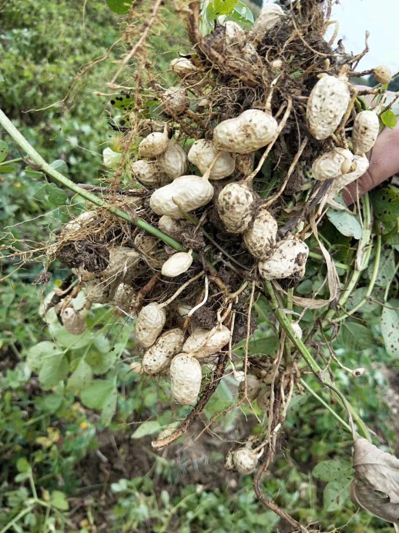 湖北精品优质新鲜小白莎花生基地直供全国发货