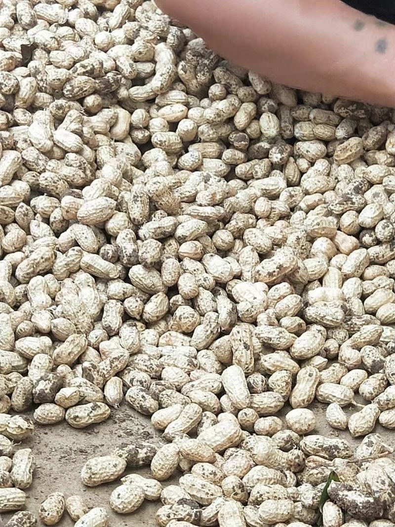湖北精品优质新鲜小白莎花生基地直供全国发货