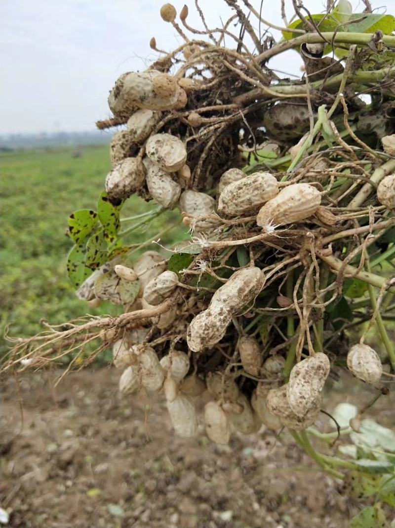 湖北精品优质新鲜小白莎花生基地直供全国发货