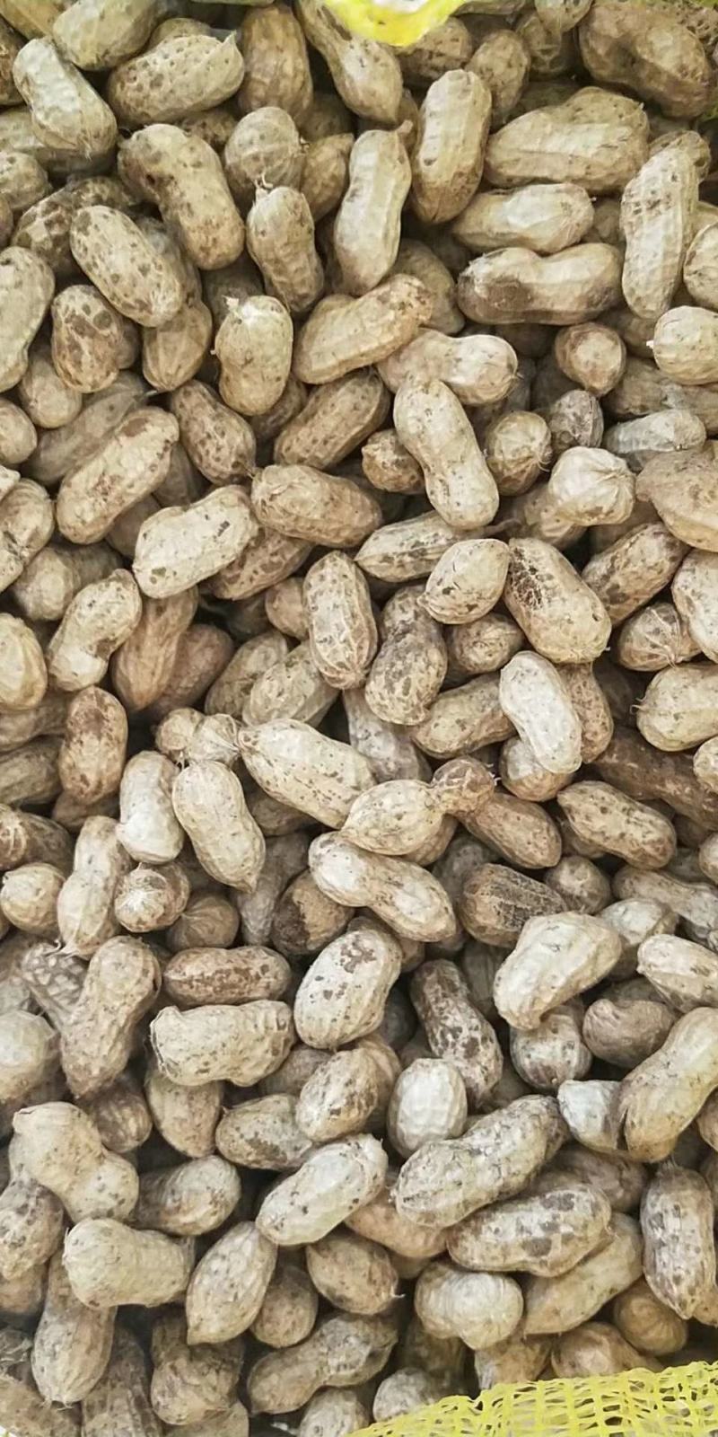 湖北精品优质新鲜小白莎花生基地直供全国发货