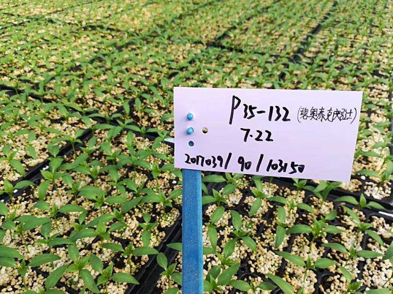 推荐进口泥炭营养土育苗基质育苗土草莓辣椒栽培基质欧洲进口