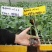 推荐进口泥炭营养土育苗基质育苗土草莓辣椒栽培基质欧洲进口