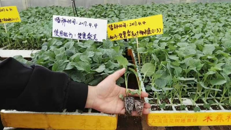 推荐进口泥炭营养土育苗基质育苗土草莓辣椒栽培基质欧洲进口