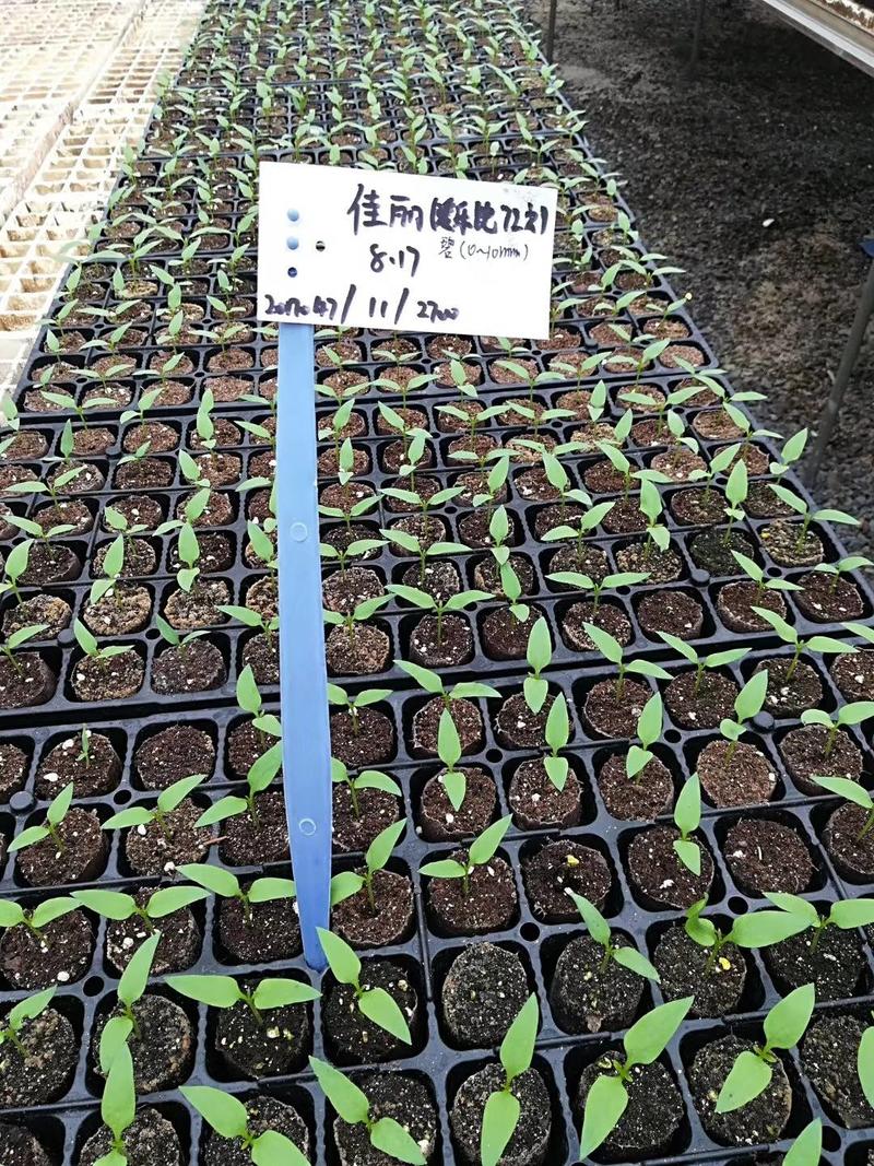 进口泥炭营养土育苗基质育苗土草莓辣椒栽培基质欧洲进口