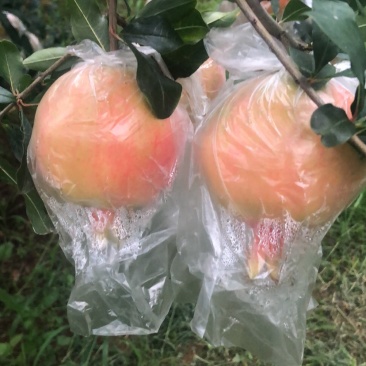 蒙自石榴