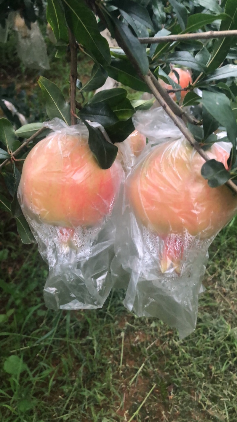 蒙自石榴