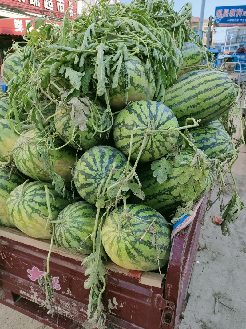 河南省夏邑县冠龙西瓜，4斤打底，一茬瓜，基地，包熟，