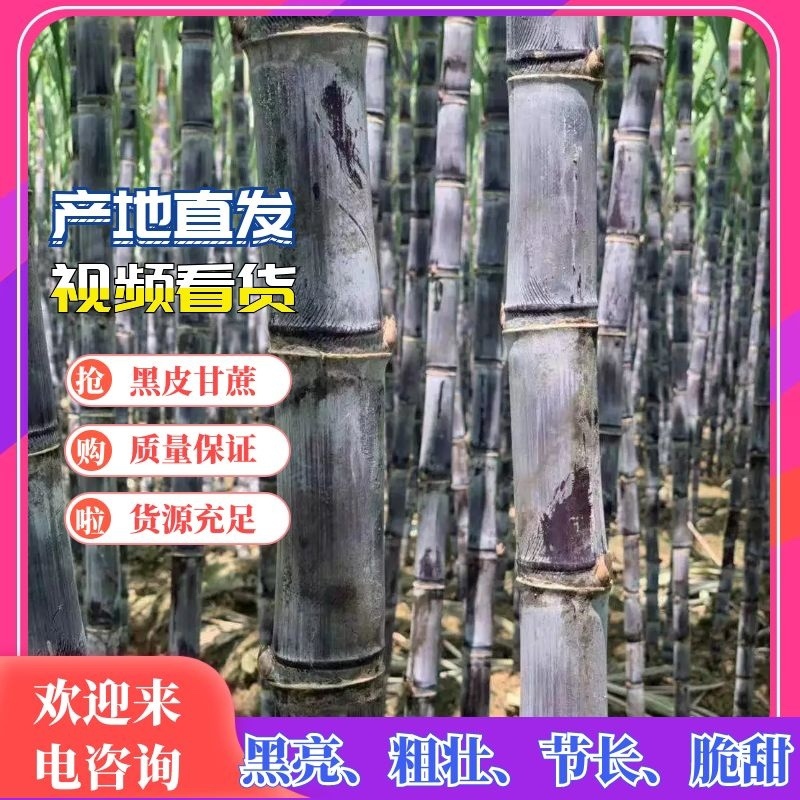 精品广西黑皮甘蔗质量好节长脆甜汁多一手货源诚信经营
