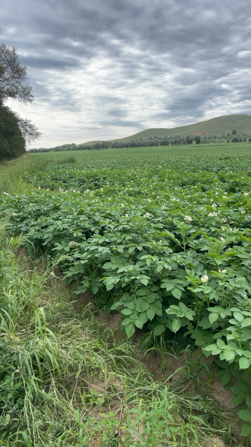 v7土豆800亩需要的朋友提前联系我