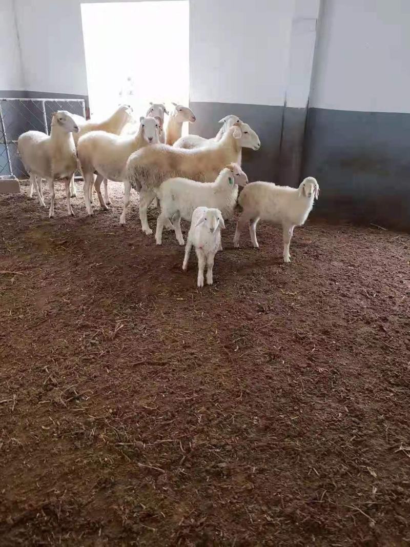 小尾寒羊买十只送一只价格合适免费送货货到付款